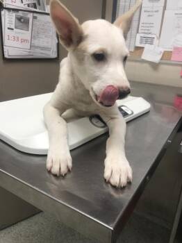 A429027 -  Australian Shepherd and Mixed Breed Dog for Adoption in Conroe, Texas - A429027 | PetCurious