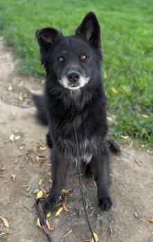 Caspian -  Chow Chow Dog for Adoption in Davis, California - Caspian | PetCurious