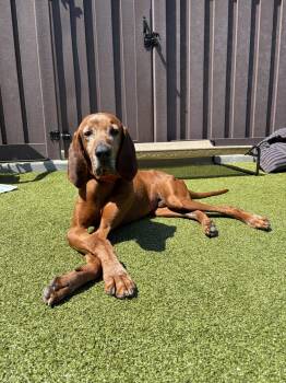 Bloodhound Dogs Available for Adoption in Mt. Juliet, Tennessee - Flint | PetCurious