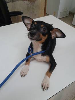 ROSE - super cuddly -  Chihuahua and Terrier Dog for Adoption - ROSE - Super Cuddly | PetCurious