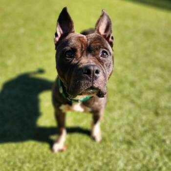 Rescue Pit Bull Terrier Dogs for Adoption in Greensboro, North Carolina - Selena | PetCurious