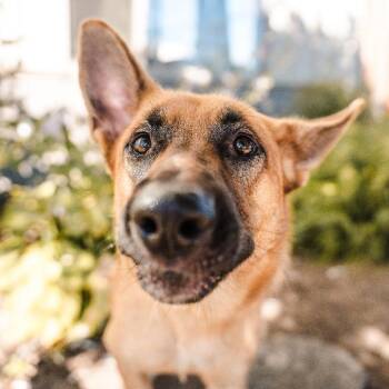 Yassandra -  German Shepherd Dog Dog for Adoption in Newberg, Oregon - Yassandra | PetCurious
