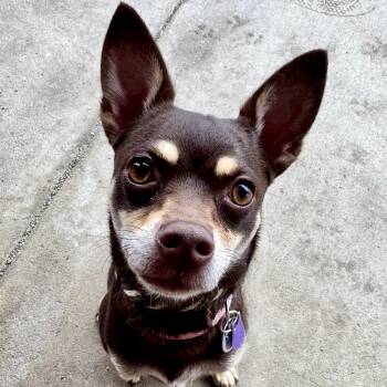 Gracie -  Chihuahua Dog for Adoption in Manassas, Virginia - Gracie | PetCurious
