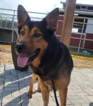 Simon -  German Shepherd Dog and Mixed Breed Dog for Adoption in Atlanta, Georgia - Simon | PetCurious
