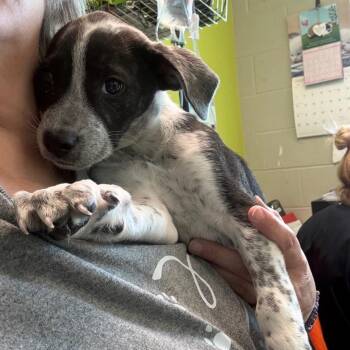 Border Collie and Cattle Dog Dogs Available for Adoption in Huntsville, Alabama - Laurel | PetCurious