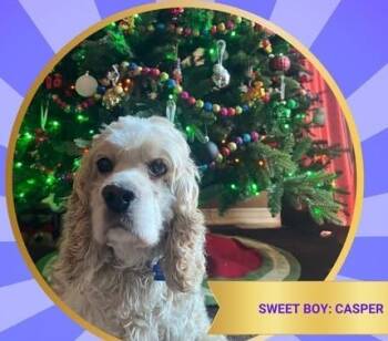 Rescue Cocker Spaniel Dogs for Adoption in Parker, Colorado - Casper N 23155 | PetCurious