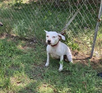 LILY -  Mixed Breed Dog for Adoption in Dallas, Texas - LILY | PetCurious