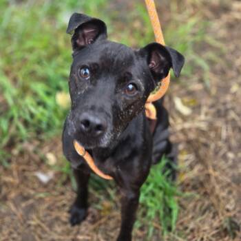 Rescue Patterdale Terrier Fell Terrier Dogs for Adoption in Northville, Michigan - Hank | PetCurious