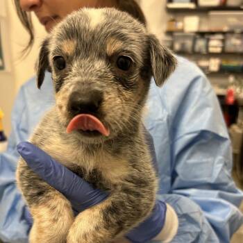 Fa -  Mixed Breed Dog for Adoption in Park City, Utah - Fa | PetCurious