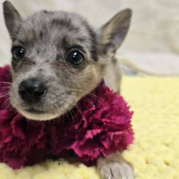 Corgi and Australian Cattle Dog Blue Heeler Dogs Available for Adoption - Opal The Corgi/ Heeler Puppy! | PetCurious