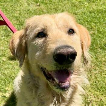 Golden Retriever Dogs Available for Adoption - McDougal | PetCurious