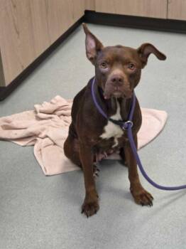Georgina Chapman -  Pit Bull Terrier and Mixed Breed Dog for Adoption in Chillicothe, Ohio - Georgina Chapman | PetCurious