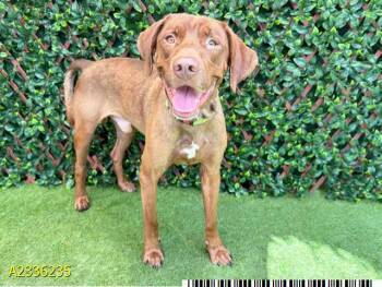 STRIDER -  Mixed Breed Dog for Adoption in West Palm Beach, Florida - STRIDER | PetCurious