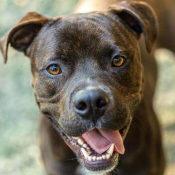 Rescue Mixed Breed Dogs for Adoption in Decatur, Georgia - Henry | PetCurious