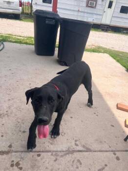 Pandora -  Great Dane Dog for Adoption in Bullard, Texas - Pandora | PetCurious