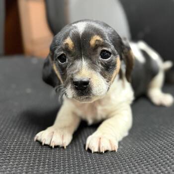 Beagle Dogs Available for Adoption in Columbia, South Carolina - Hot Honey Mustard | PetCurious
