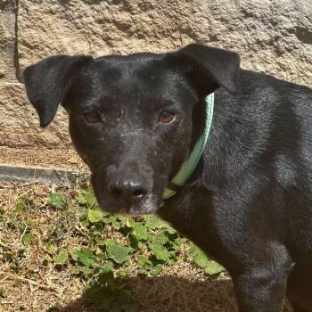 Cherry -  Terrier Dog for Adoption in Marshall, Texas - Cherry | PetCurious