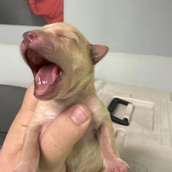 Ant -  Chihuahua Dog for Adoption in Enfield, New Hampshire - Ant | PetCurious