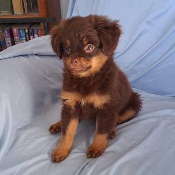 Cracker Jack -  Pomeranian and Chihuahua Dog for Adoption in Fairmont, Minnesota - Cracker Jack | PetCurious