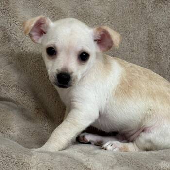 Poptart -  Mixed Breed Dog for Adoption in Medford, Oregon - Poptart | PetCurious