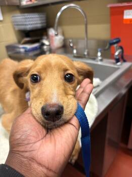 Rescue Mixed Breed Dogs for Adoption in Douglasville, Georgia - Spirit | PetCurious