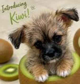 Kiwi -  Shih Tzu Dog for Adoption in Fremont, California - Kiwi | PetCurious