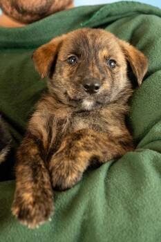 Grayson -  Shepherd and Retriever Dog for Adoption in Minneapolis, Minnesota - Grayson | PetCurious