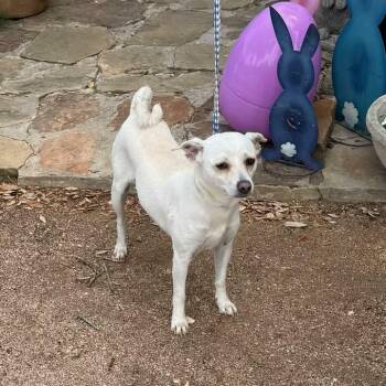 Chihuahua Dogs Available for Adoption - Skadi | PetCurious