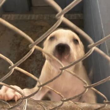 Sunny Tails -  Mixed Breed Dog for Adoption in Gadsden, Alabama - Sunny Tails | PetCurious