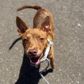 Rescue Pit Bull Terrier Dogs for Adoption in Newberg, Oregon - Charisma | PetCurious