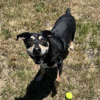 Batman -  Mixed Breed Dog for Adoption in La Grande, Oregon - Batman | PetCurious