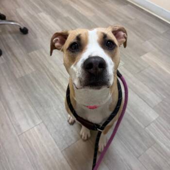 Terrier and Hound Dogs Available for Adoption - Rylie | PetCurious