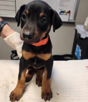 Valkyrie -  Doberman Pinscher Dog for Adoption in Oakland, California - Valkyrie | PetCurious