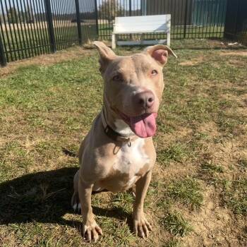 Rescue Terrier Dogs for Adoption in West Jefferson, Ohio - Aspen | PetCurious