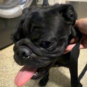 IVHS-Stray-143926 -  Pug Dog for Adoption in San Gabriel, California - IVHS-Stray-143926 | PetCurious