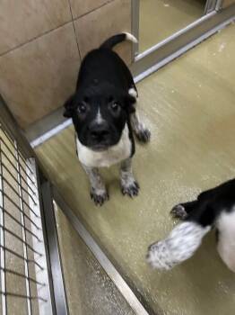 Pepe -  Mixed Breed Dog for Adoption in Hobbs, New Mexico - Pepe | PetCurious