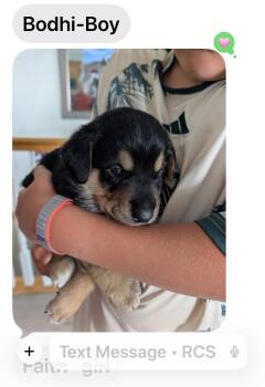 Rottweiler and Great Pyrenees Dogs Available for Adoption in Midway, Utah - Bodhi Boy | PetCurious