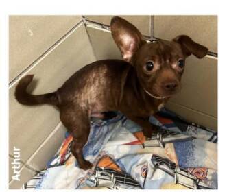Arthur -  Mixed Breed Dog for Adoption in Munster, Indiana - Arthur | PetCurious