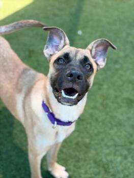 LIV MORGAN -  Mixed Breed Dog for Adoption in Dallas, Texas - LIV MORGAN | PetCurious