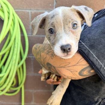 Gertrude -  Pit Bull Terrier Dog for Adoption in Las Vegas, Nevada - Gertrude | PetCurious