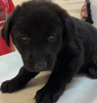 SUGAR BEAR -  Shepherd and Labrador Retriever Dog for Adoption in Elizabethton, Tennessee - SUGAR BEAR | PetCurious