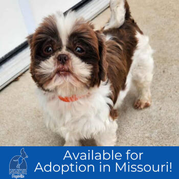 Rescue Shih Tzu Dogs for Adoption in Peyton, Colorado - Holly - Missouri (N25-231) | PetCurious