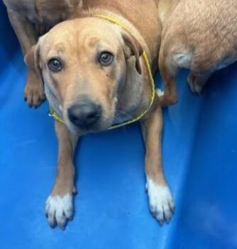 Mixed Breed Dogs Available for Adoption - MADONNA | PetCurious