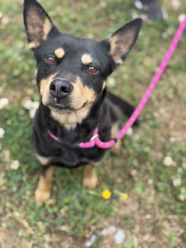 Australian Cattle Dog Blue Heeler Dogs Available for Adoption in Lancaster, South Carolina - Nyla | PetCurious
