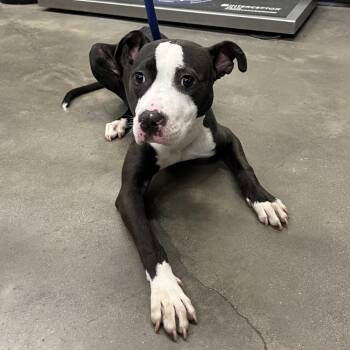 Sally -  Terrier Dog for Adoption in Tampa, Florida - Sally | PetCurious