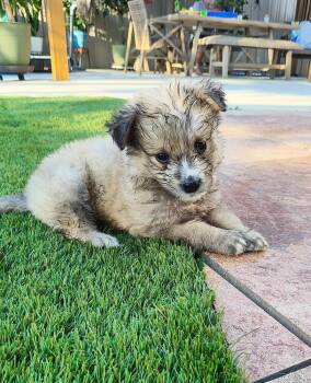 Ted Lasso-Ted Lasso Litter -  Mixed Breed Dog for Adoption in Columbus, Ohio - Ted Lasso-Ted Lasso Litter | PetCurious