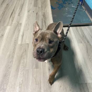 Terrier Dogs Available for Adoption - Kellyanne | PetCurious