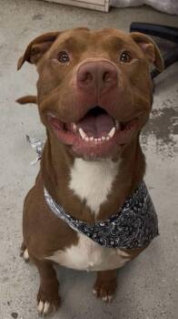 Rescue Pit Bull Terrier Dogs for Adoption in Eagle, Idaho - Monster **Courtesy Post. Out Of Town Pet. See Below For Details* | PetCurious