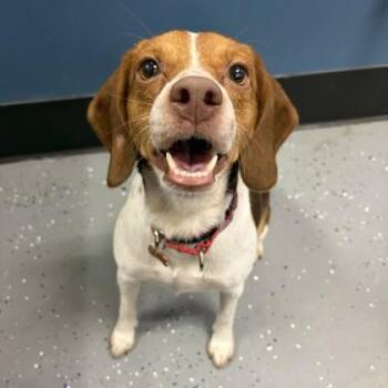 Corona -  Beagle and Mixed Breed Dog for Adoption in Merriam, Kansas - Corona | PetCurious