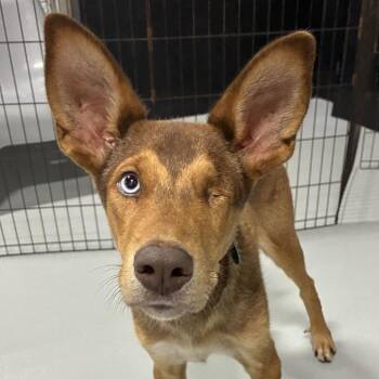 Jack -  Mixed Breed Dog for Adoption in Portland, Oregon - Jack | PetCurious